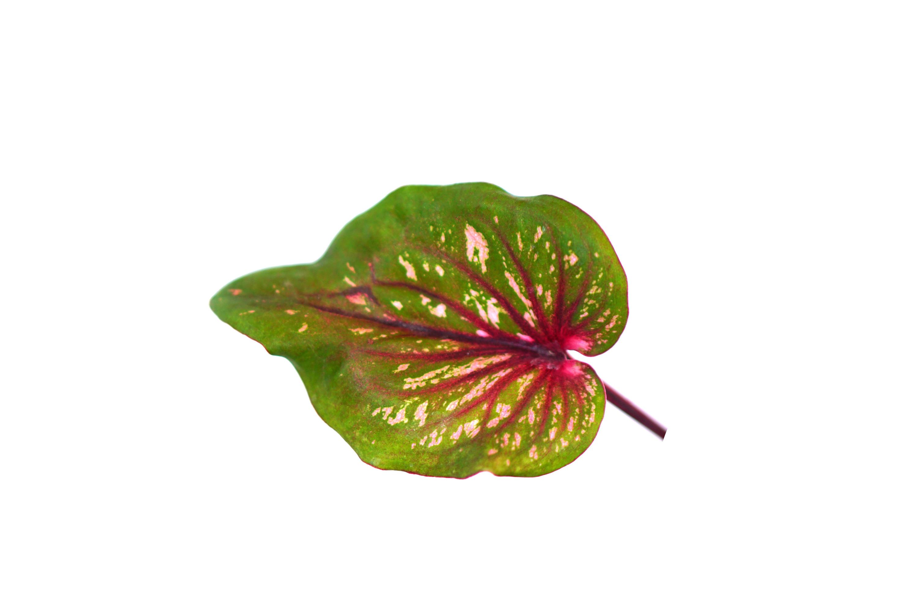 caladium leaves on a white background 7162022 Stock Photo at Vecteezy