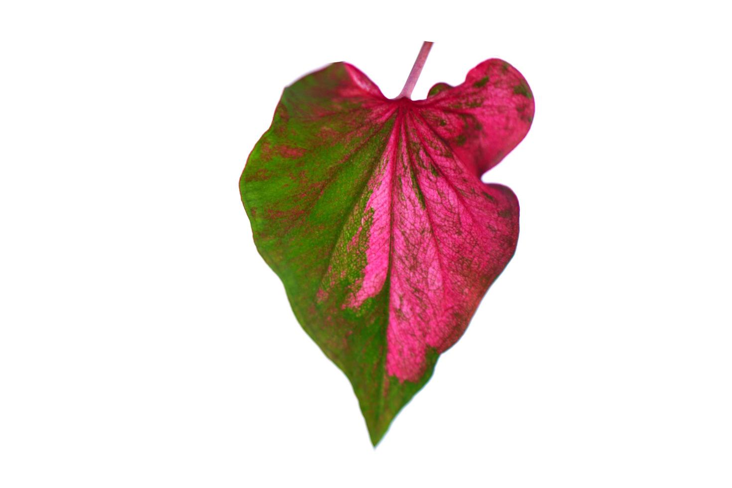 caladium leaves on a white background 7162025 Stock Photo at Vecteezy