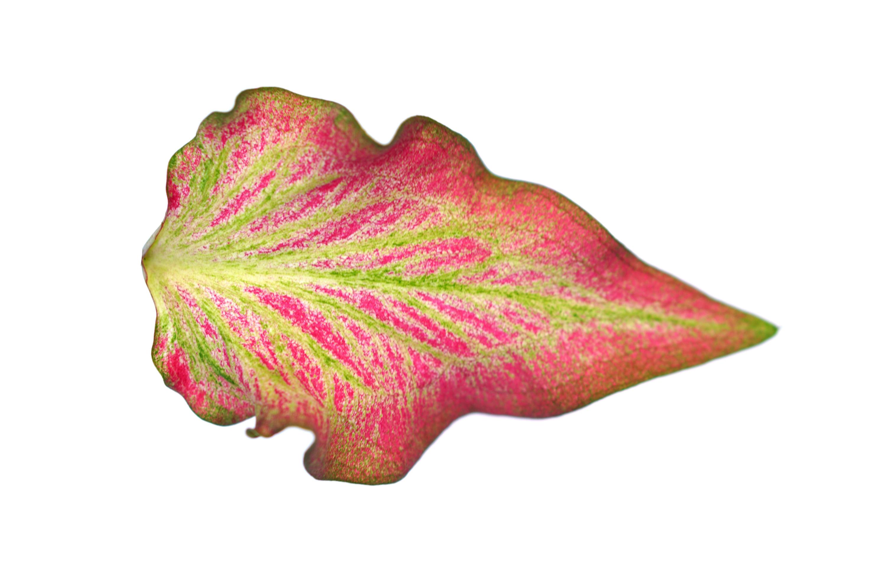 caladium leaves on a white background 7162029 Stock Photo at Vecteezy