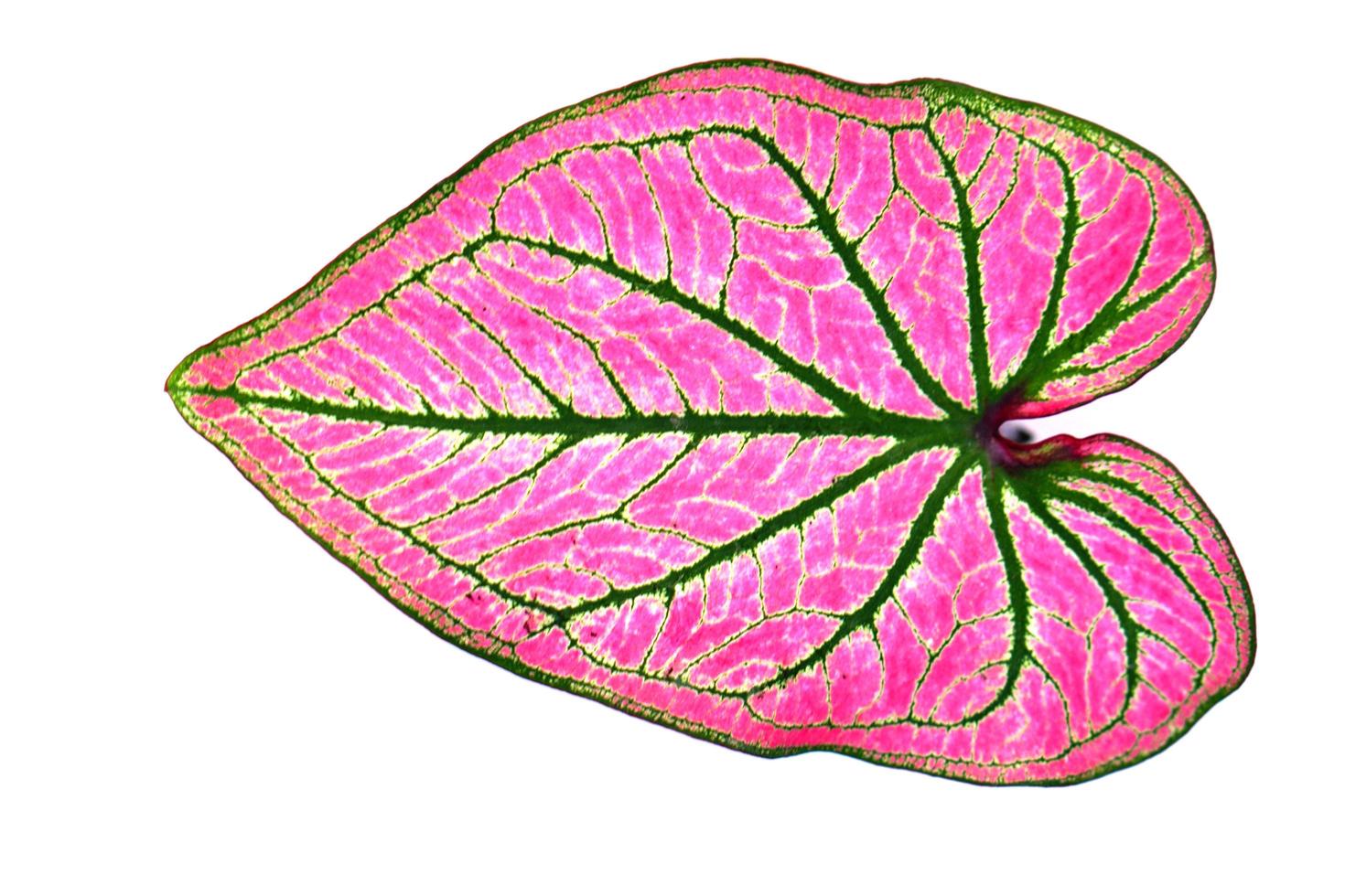 caladium leaves on a white background 7162030 Stock Photo at Vecteezy