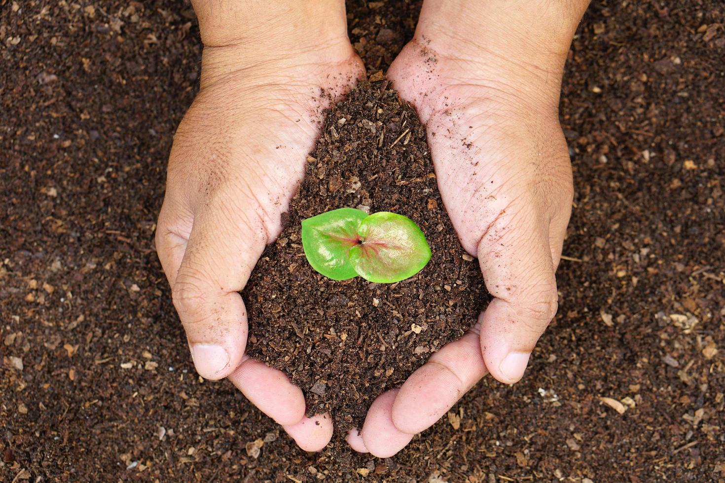 closeup hand of person holding abundance soil with young plant in hand for agriculture or planting peach nature concept. photo