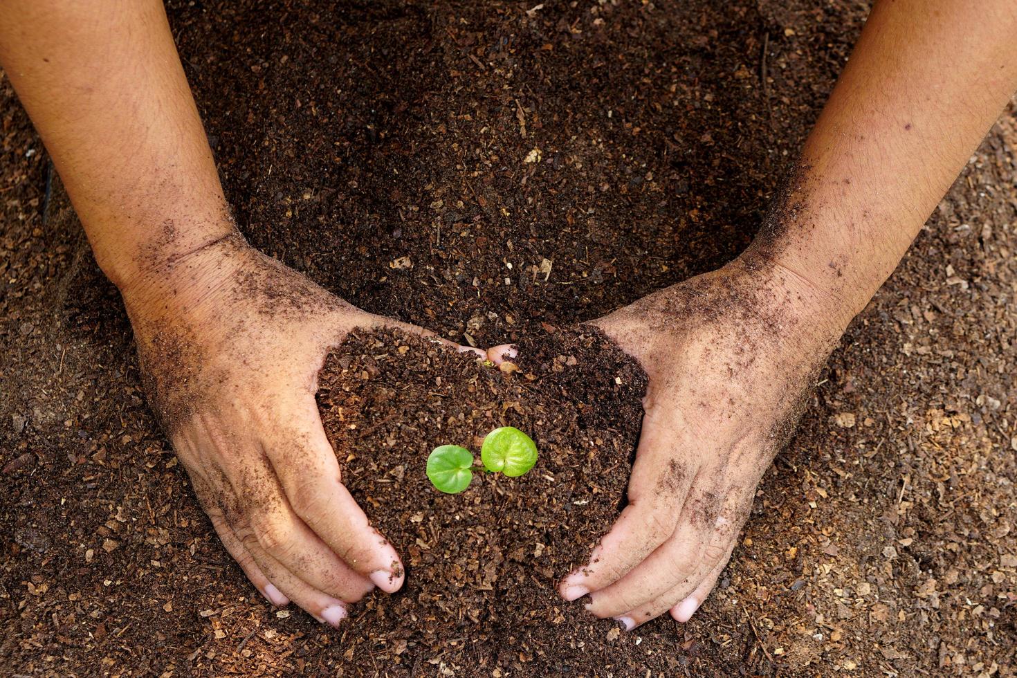 closeup hand of person holding abundance soil with young plant in hand for agriculture or planting peach nature concept. photo