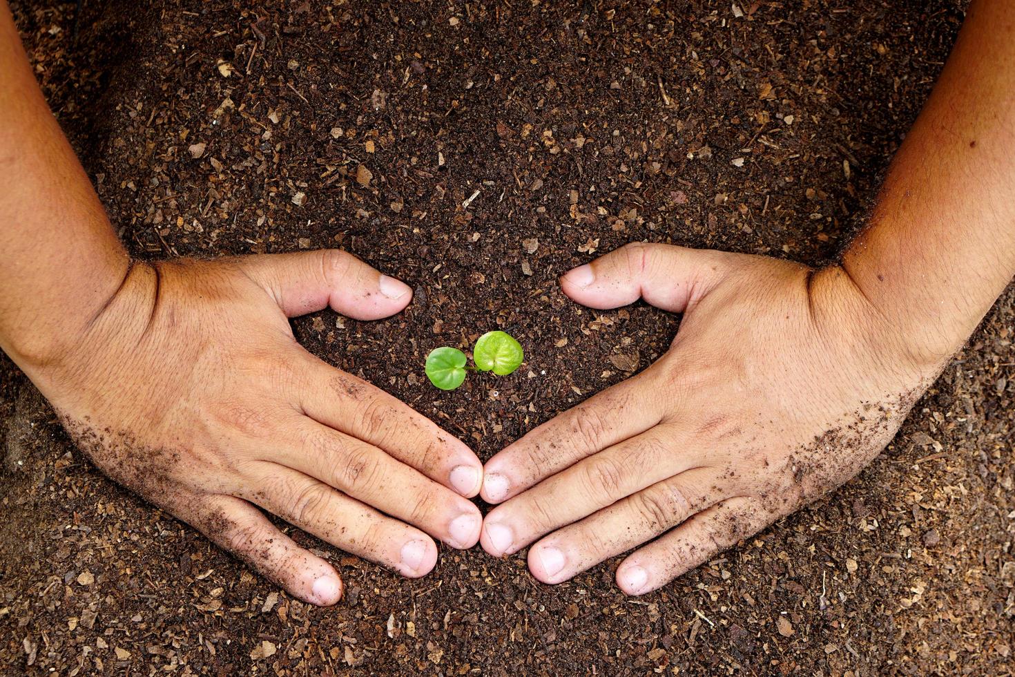 closeup hand of person holding abundance soil with young plant in hand for agriculture or planting peach nature concept. photo