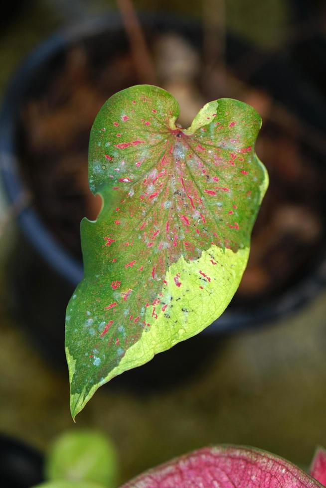 caladium leaves in pot great plant for decorate garden photo