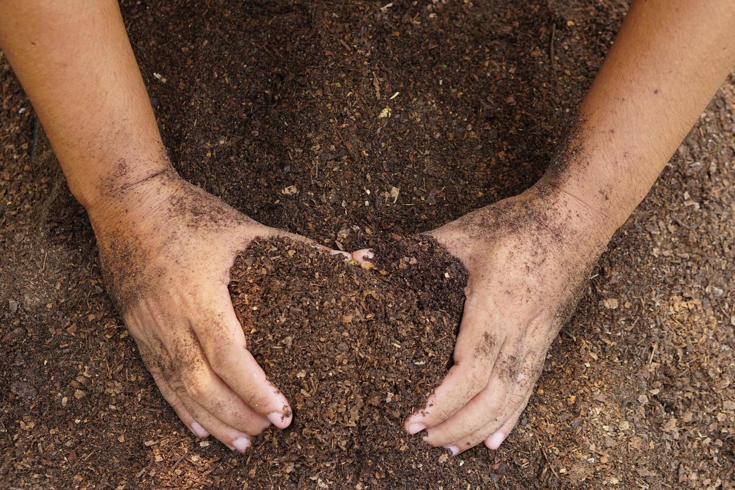 Farmers mix the soil to grow crops. provide the minerals that plants need It is growing fast and strong. photo