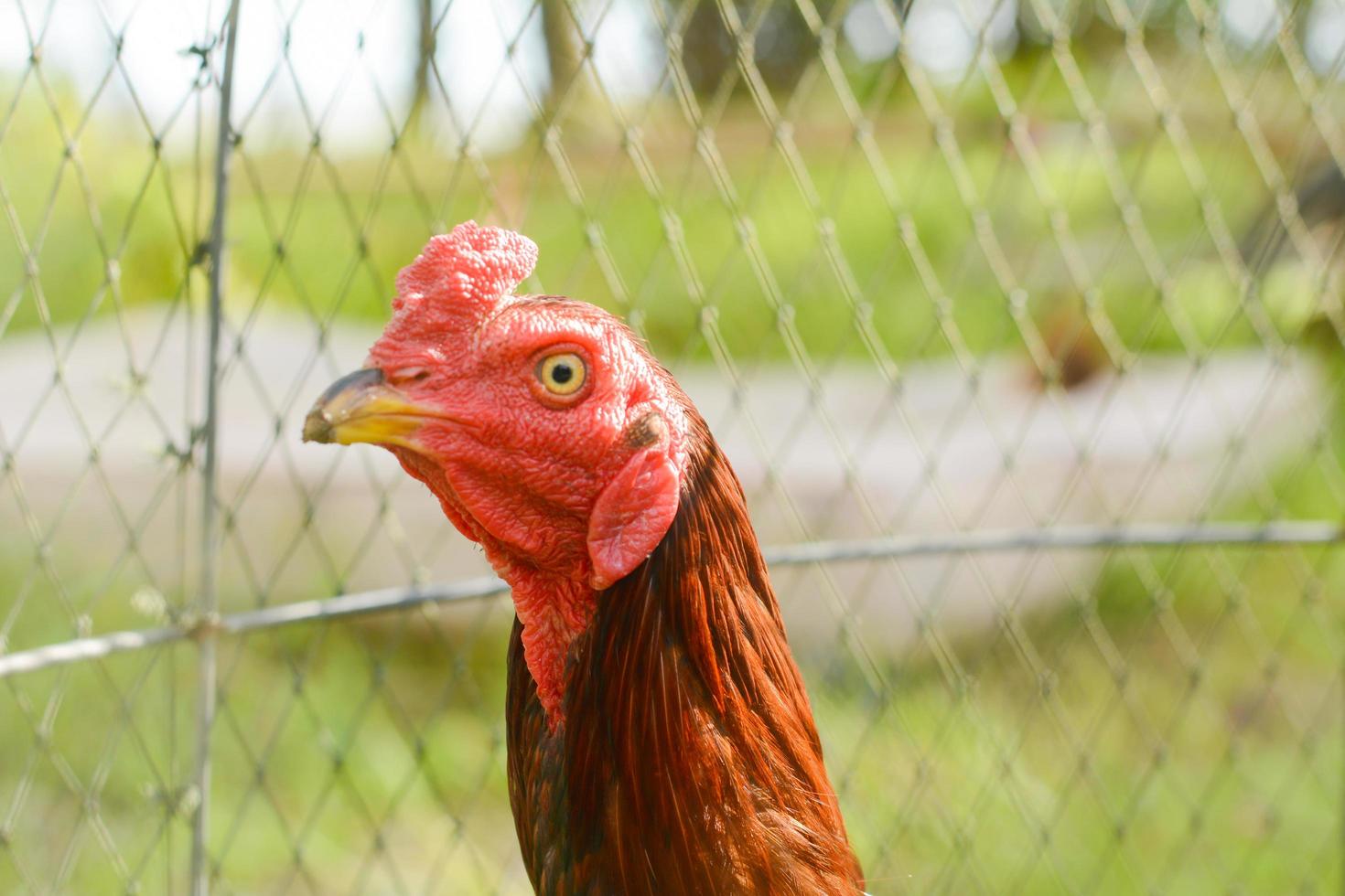 rooster has a bright red face. photo