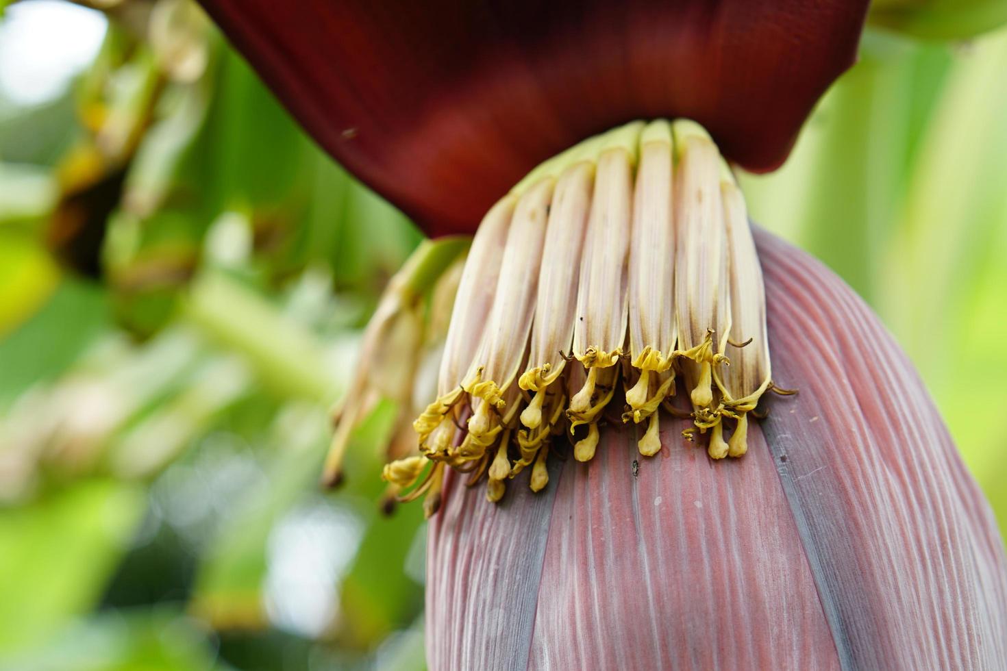Banana flowers can be used for cooking. photo