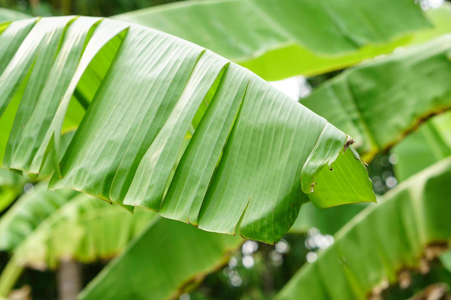 green banana leaf background for making banner photo