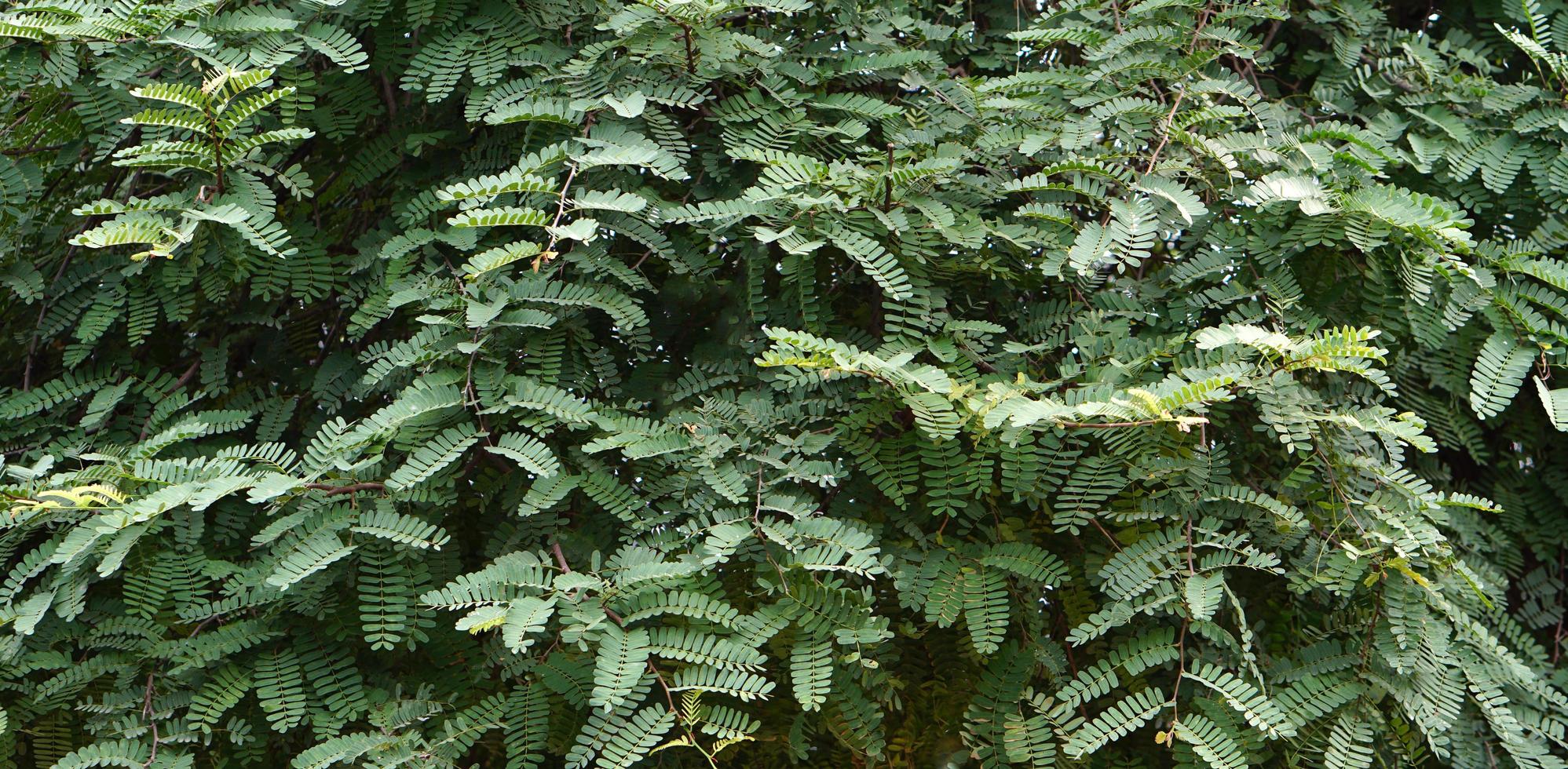 green tamarind leaf background in rainy season photo