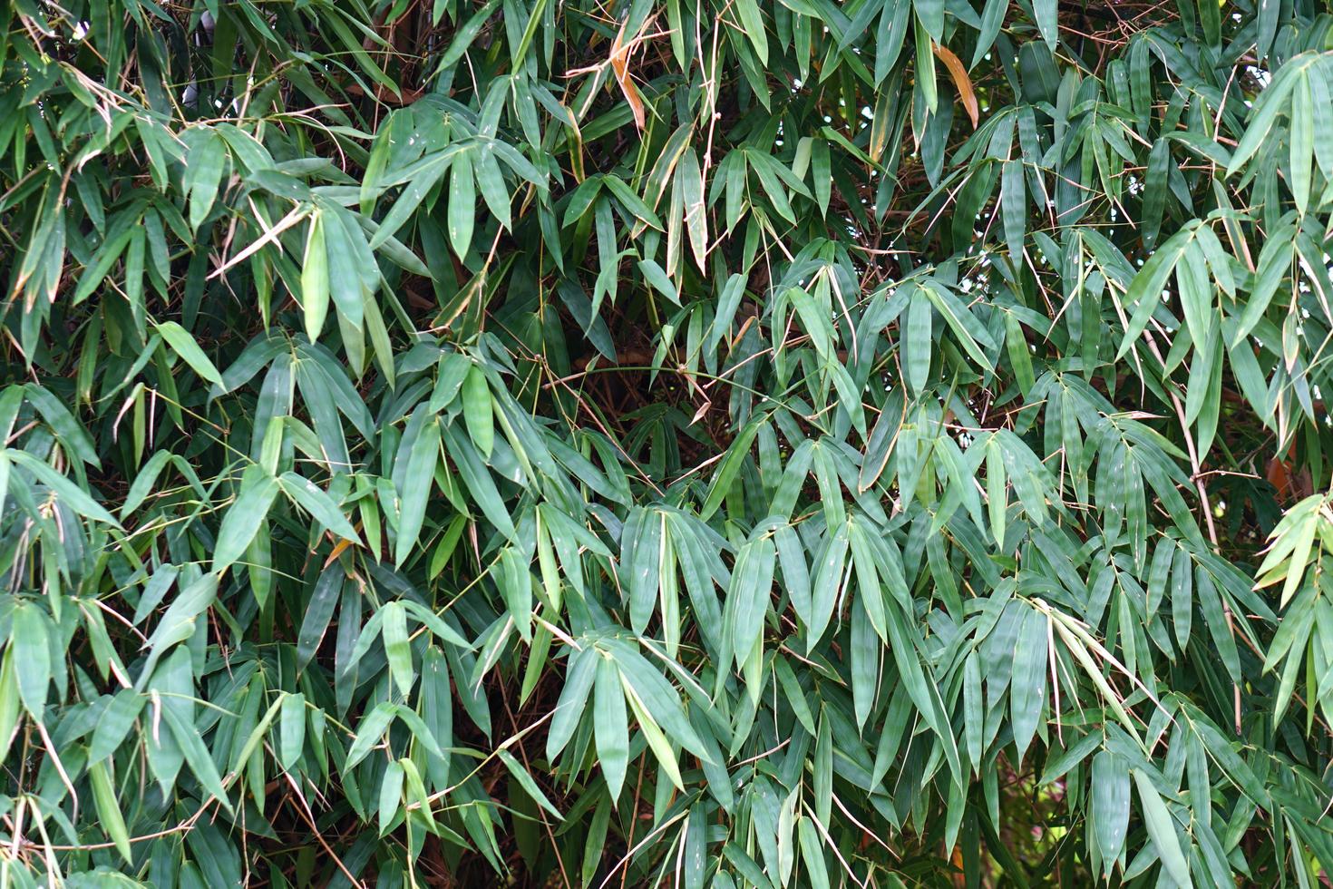 green bamboo leaves background in rainy season photo