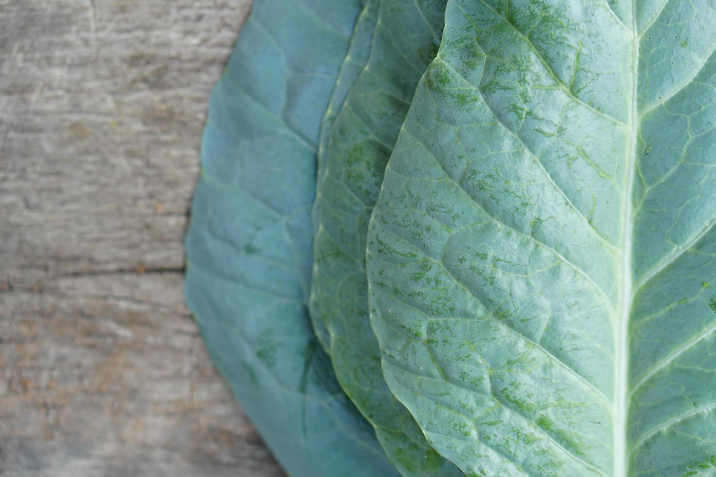 la col rizada china se cultiva como huerta. es una verdura de hoja popular. Col rizada pequeña y grande, que depende de la distancia o la frecuencia de siembra con alto contenido de betacaroteno. foto