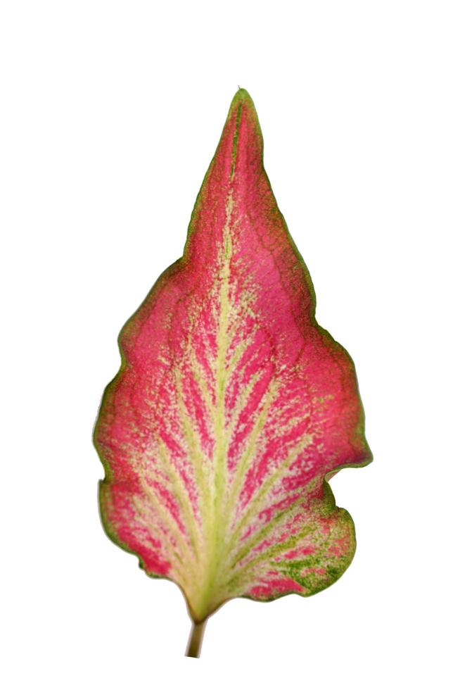 caladium leaves on a white background 7162123 Stock Photo at Vecteezy