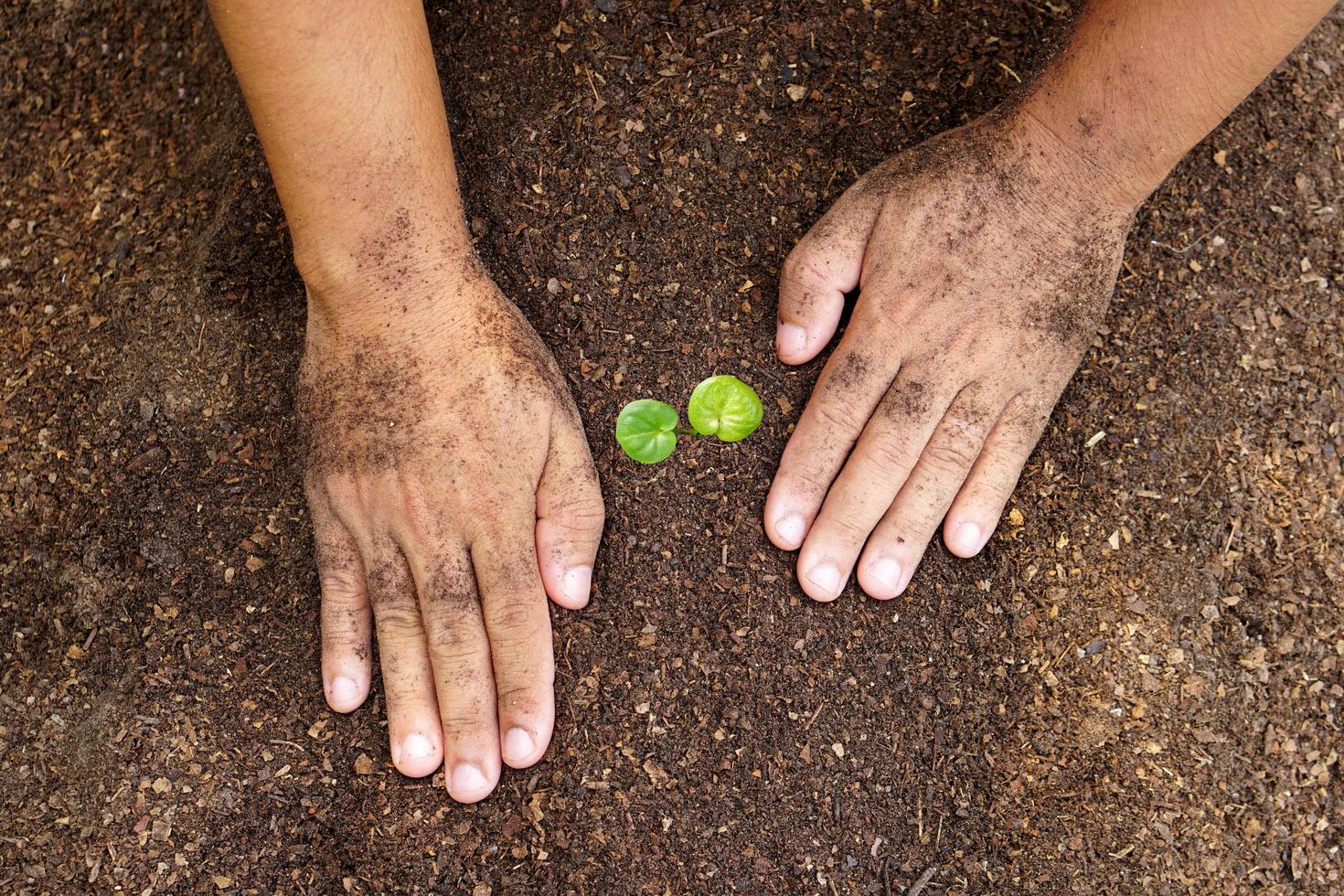 closeup hand of person holding abundance soil with young plant in hand for agriculture or planting peach nature concept. photo