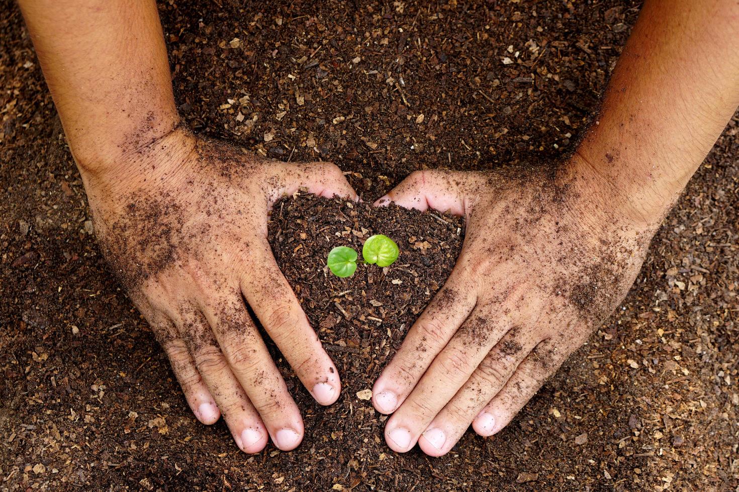 closeup hand of person holding abundance soil with young plant in hand for agriculture or planting peach nature concept. photo