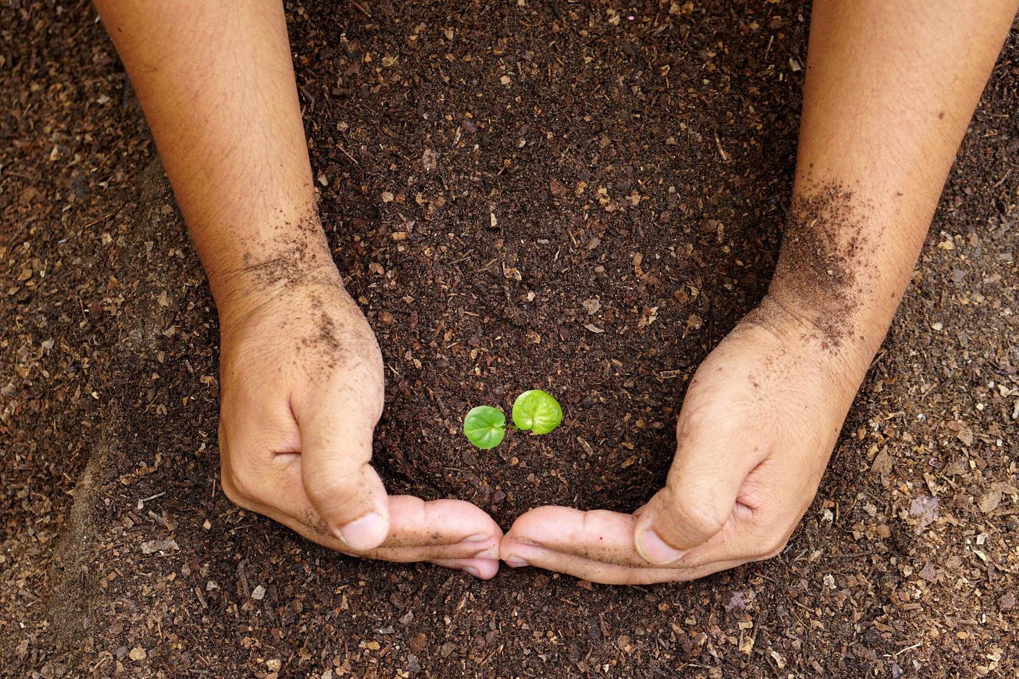 closeup hand of person holding abundance soil with young plant in hand for agriculture or planting peach nature concept. photo