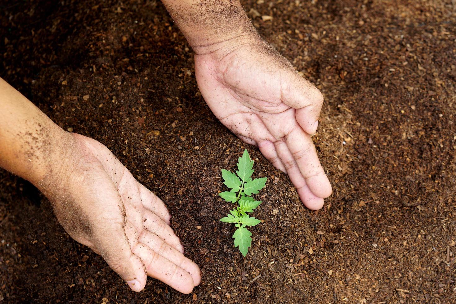 primer plano de la mano de la persona que sostiene la abundancia de suelo con una planta joven en la mano para la agricultura o la plantación del concepto de naturaleza de melocotón. foto