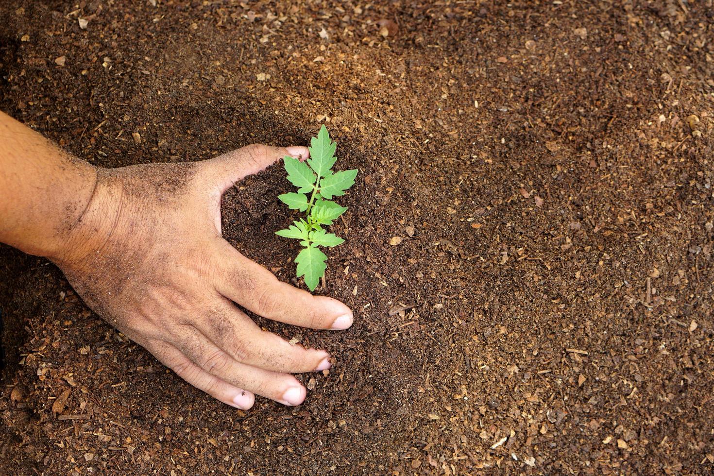 closeup hand of person holding abundance soil with young plant in hand for agriculture or planting peach nature concept. photo
