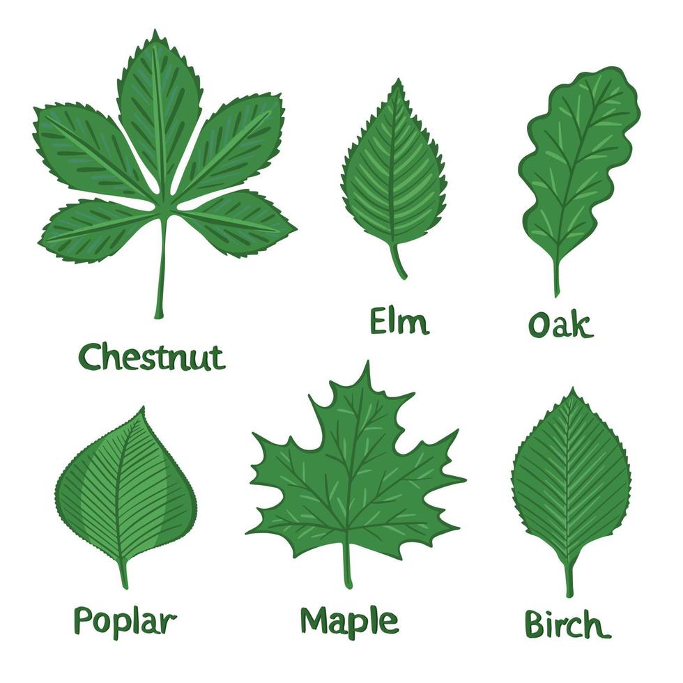 Set of tree leaves birch, poplar, chestnut, elm, maple, oak. Illustration for backgrounds, wallpapers, covers, packaging, greeting cards, posters, stickers. Isolated on white background. vector