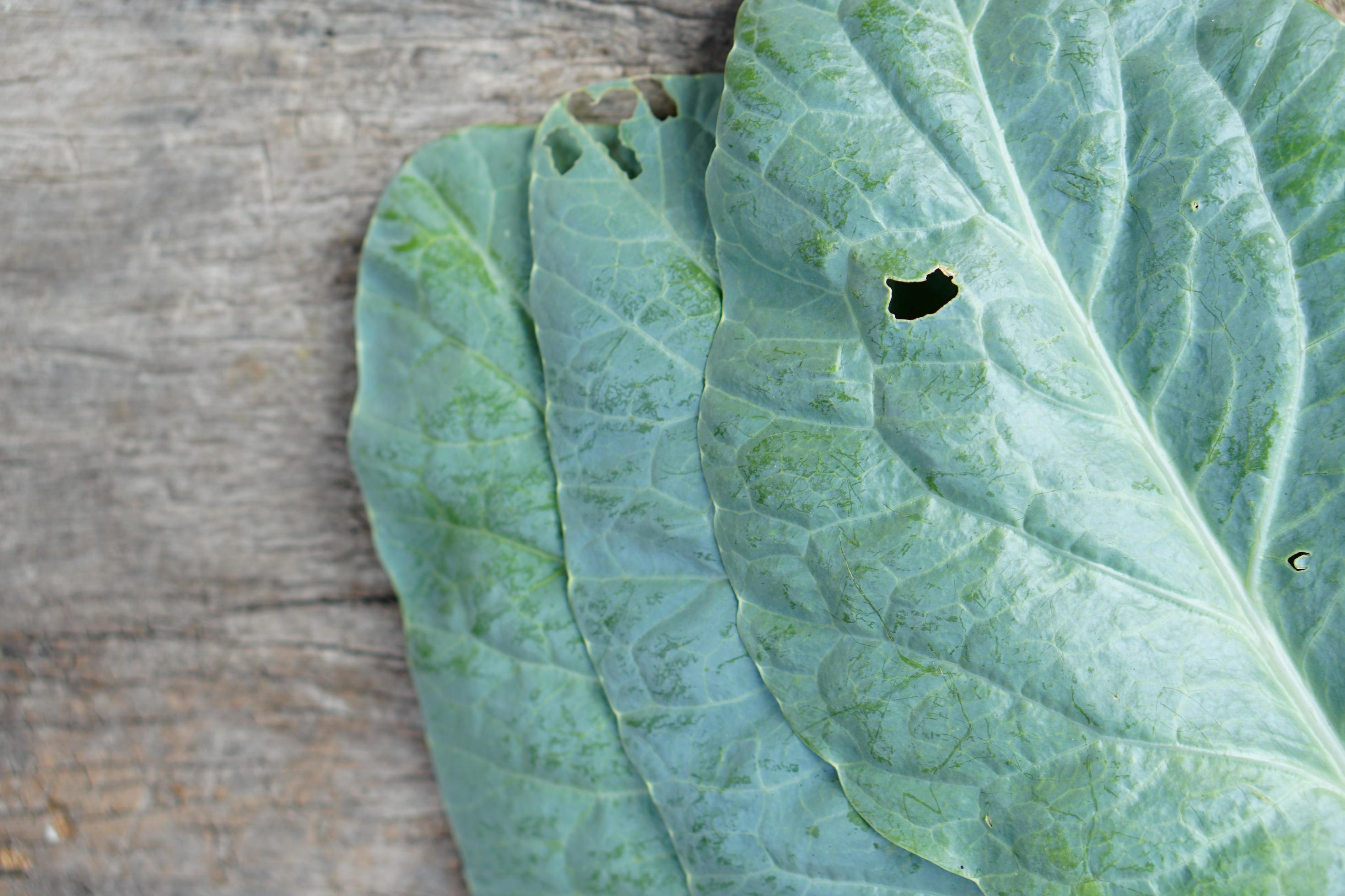 Chinese Kale is grown as a vegetable garden. It is a popular leafy