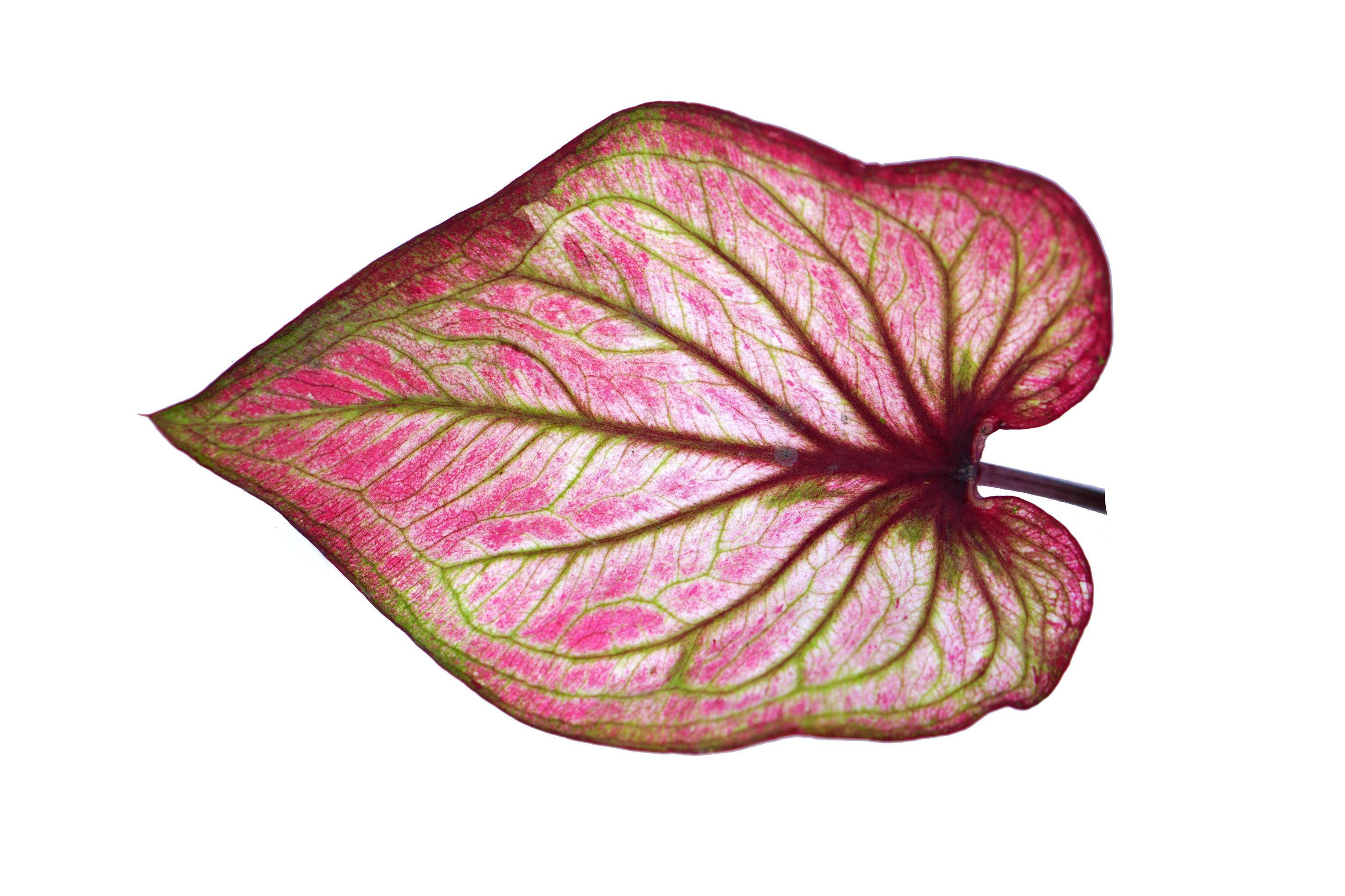 caladium leaves on a white background 7162199 Stock Photo at Vecteezy