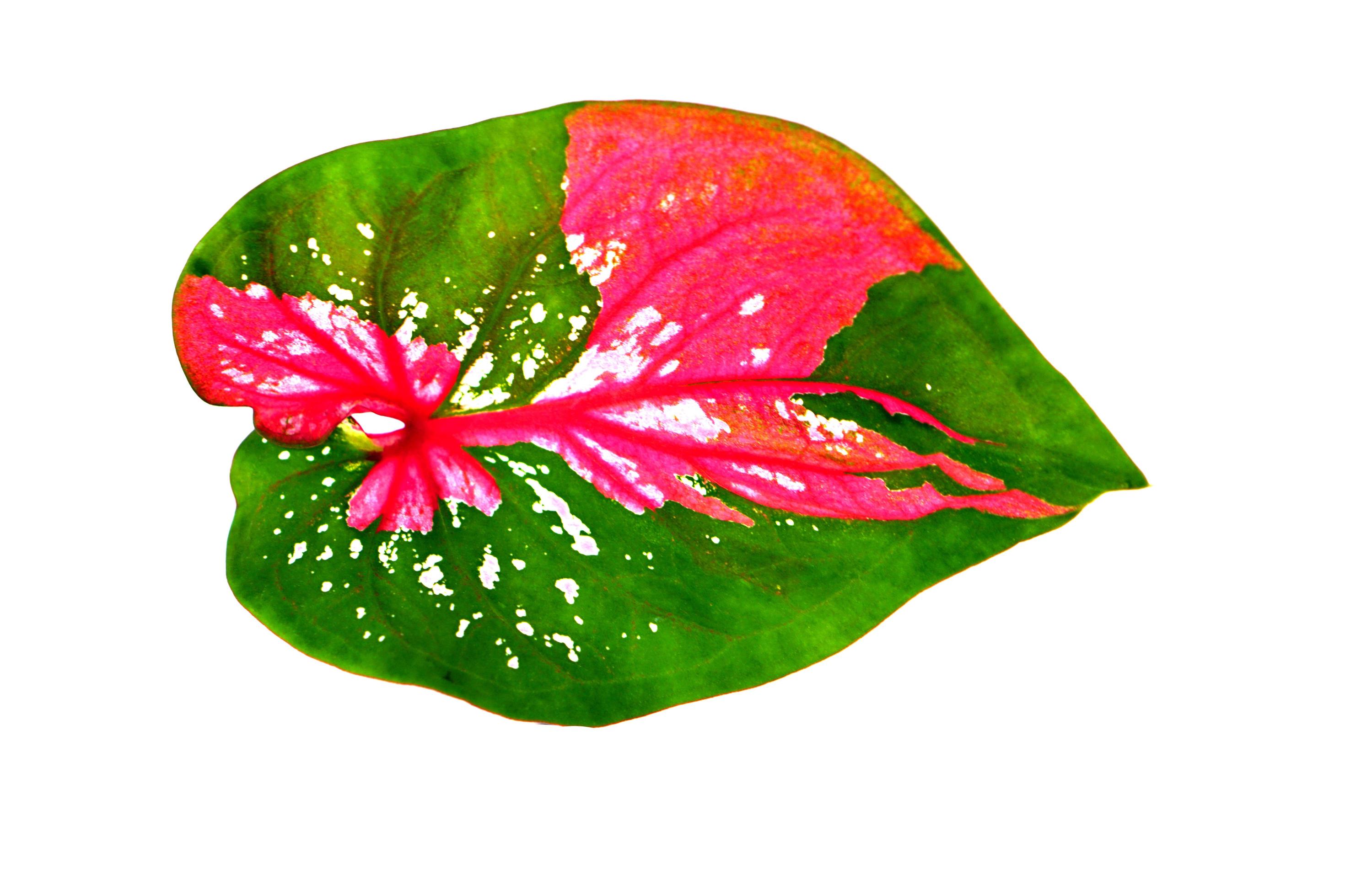 caladium leaves on a white background 7162200 Stock Photo at Vecteezy