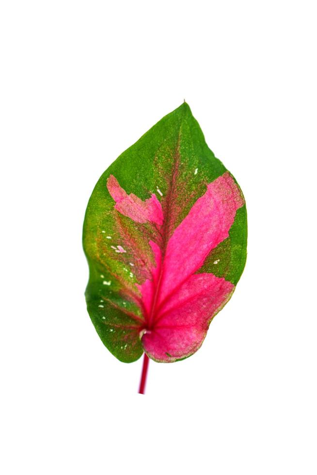 caladium leaves on a white background photo