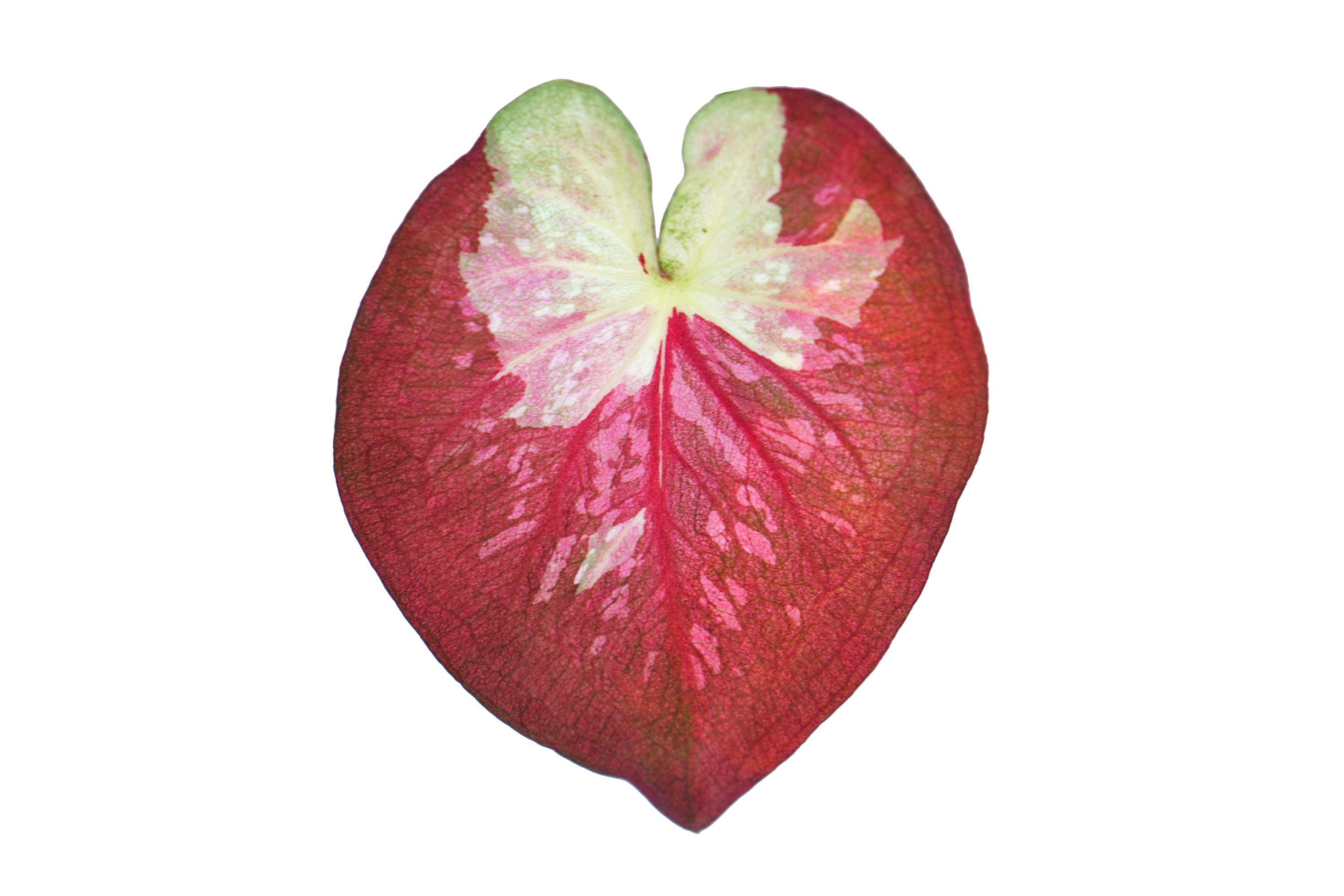 caladium leaves on a white background 7162202 Stock Photo at Vecteezy