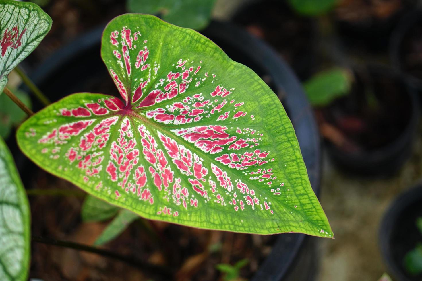 hojas de caladio en maceta gran planta para decorar jardín foto