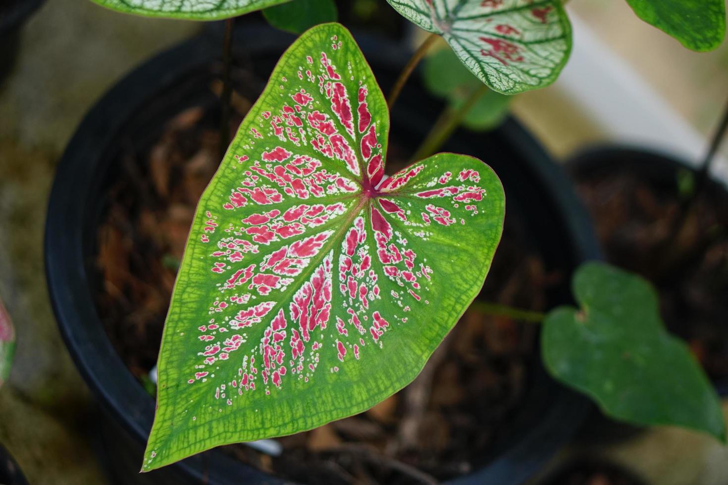 hojas de caladio en maceta gran planta para decorar jardín foto