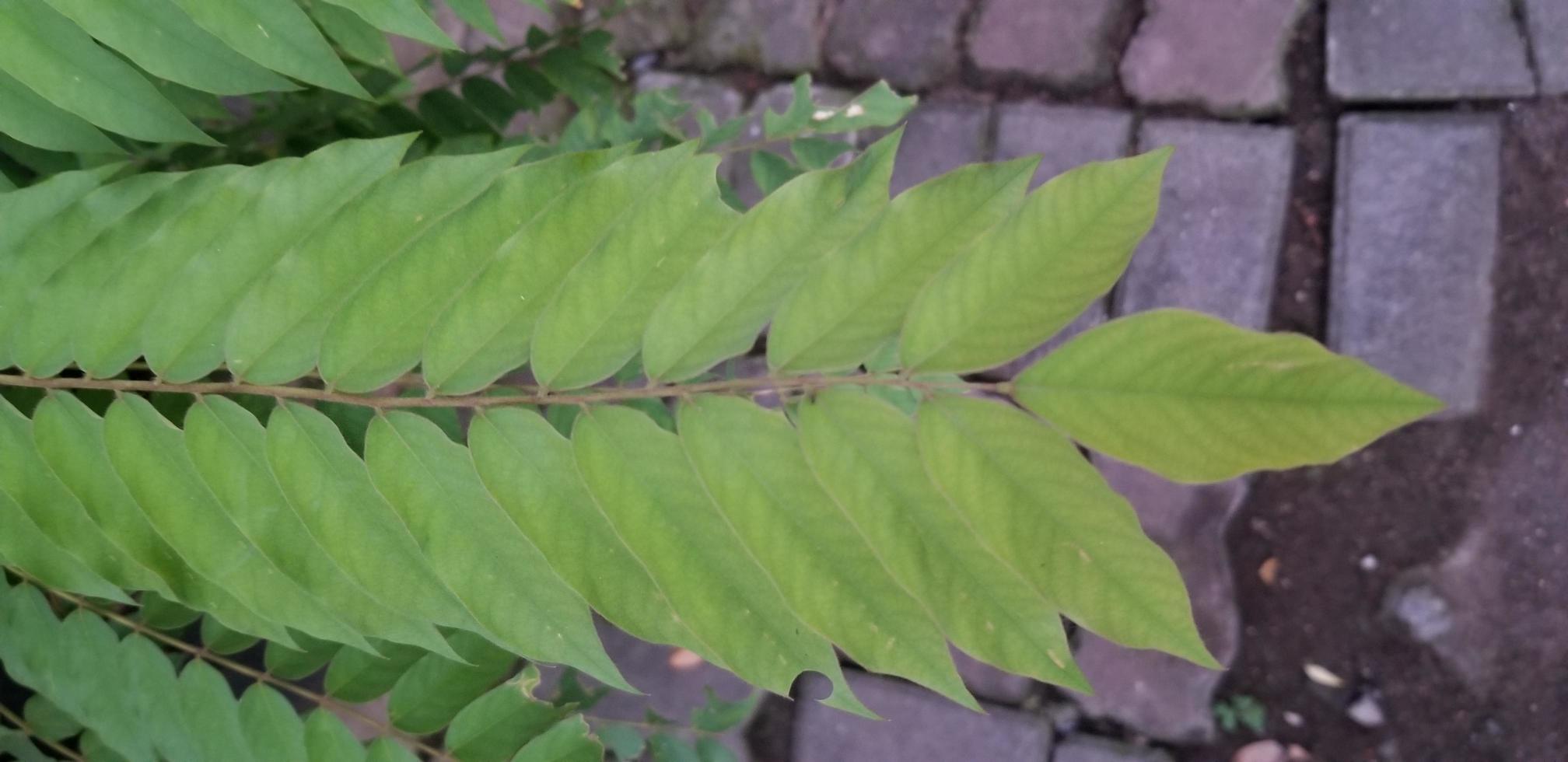 plant leaves in the outdoor photo