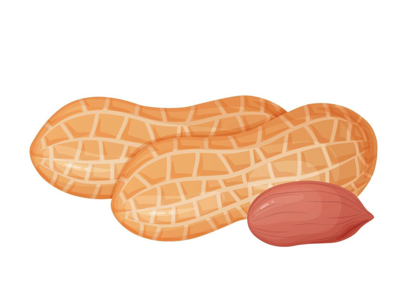 Peanut. Nuts in shell and peeled in cartoon style. Healthy vegetarian snack. vector