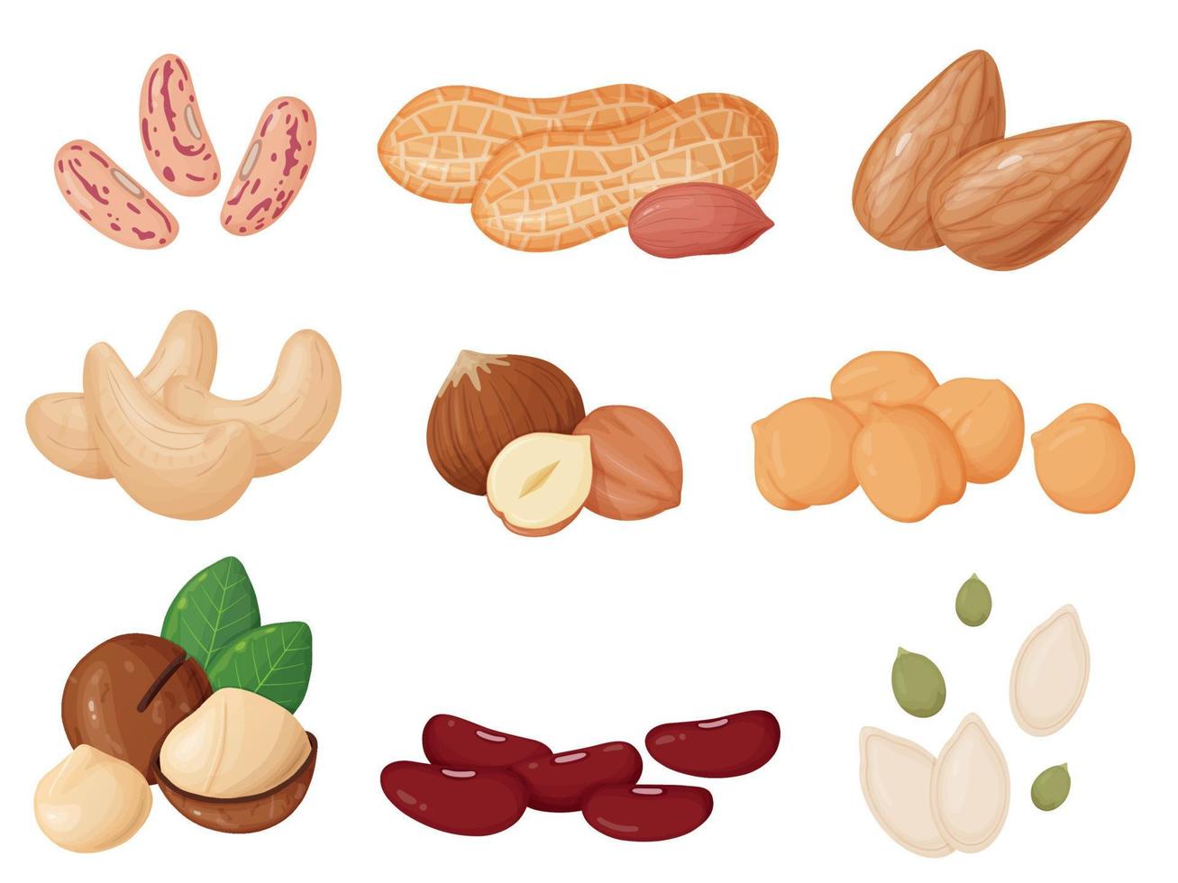 nueces y semillas en estilo de dibujos animados. anacardo, avellana,  almendra, maní, pistachos, macadamia, semillas de calabaza. 7162394 Vector  en Vecteezy