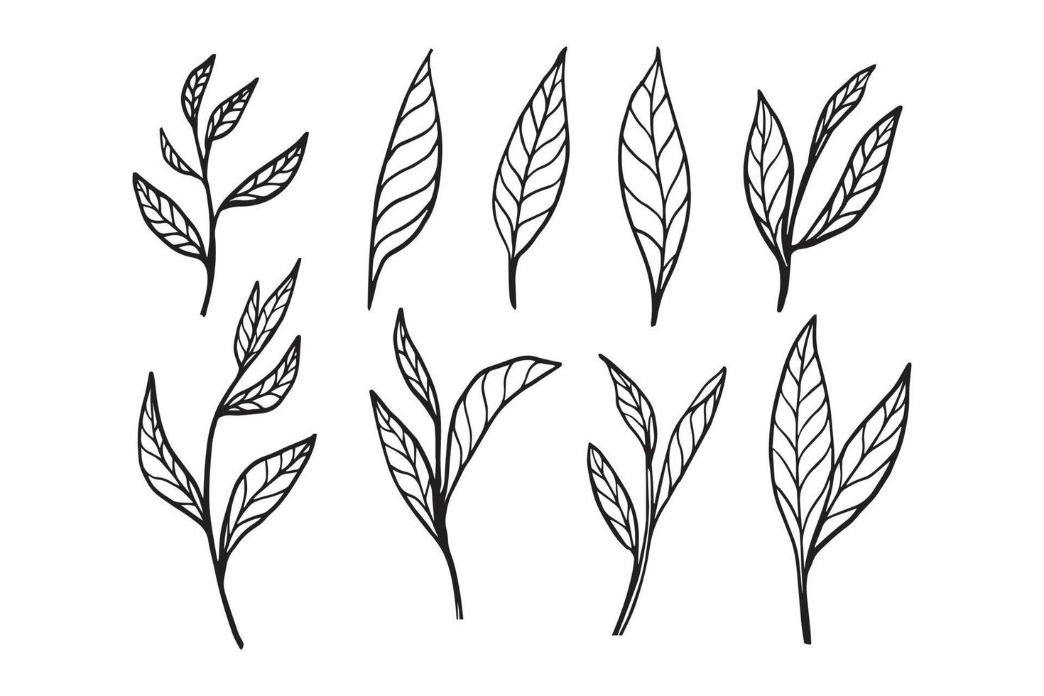 tea leaf hand drawn vector