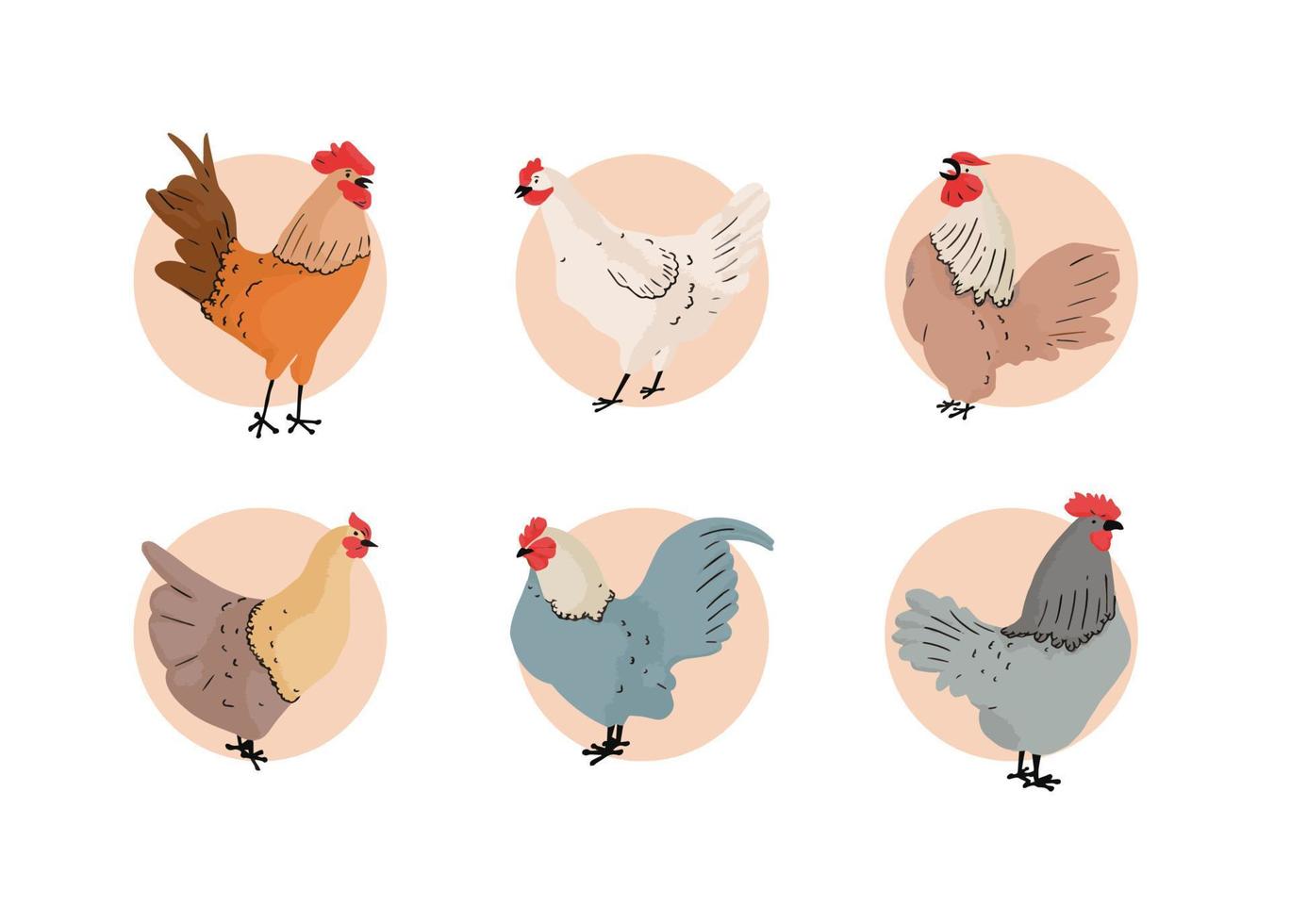 la colección de pollo dibujada a mano vector