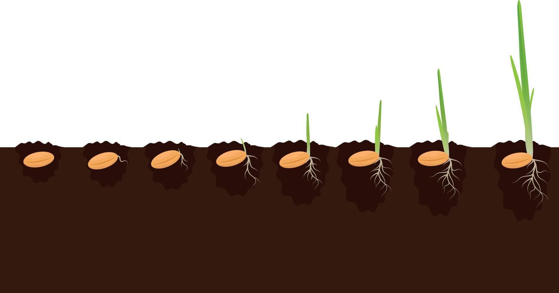 Etapas de las fases de crecimiento de las plantas en el suelo. concepto de progreso de germinación de evolución. germinar semillas de maíz, mijo, cebada, trigo, avena cultivando agricultura orgánica. ilustración aislada sobre fondo blanco vector