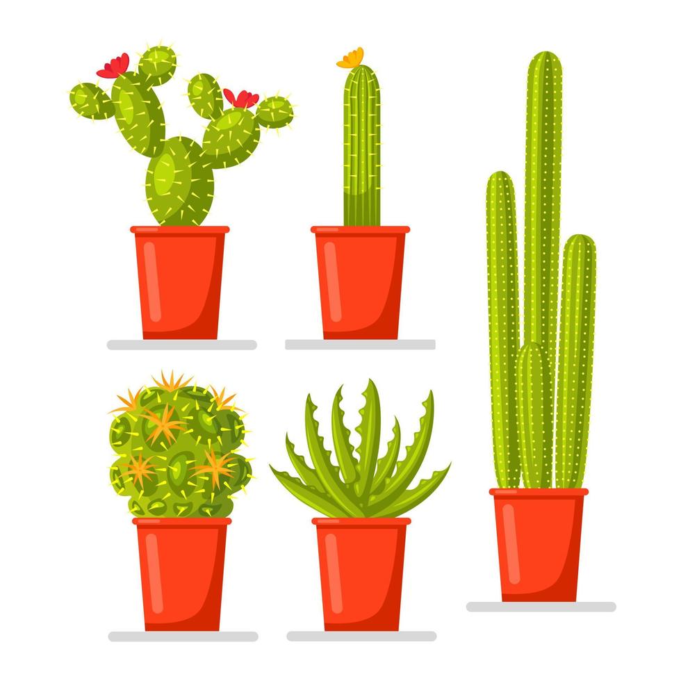 Set of cactuses potted plants with flowers. Mexican houseplant for hobbies vector