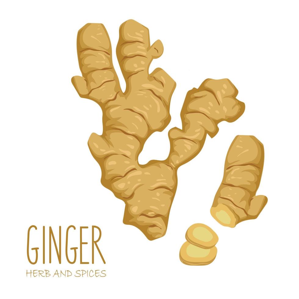 hand drawn ginger root and slice isolated on white background vector
