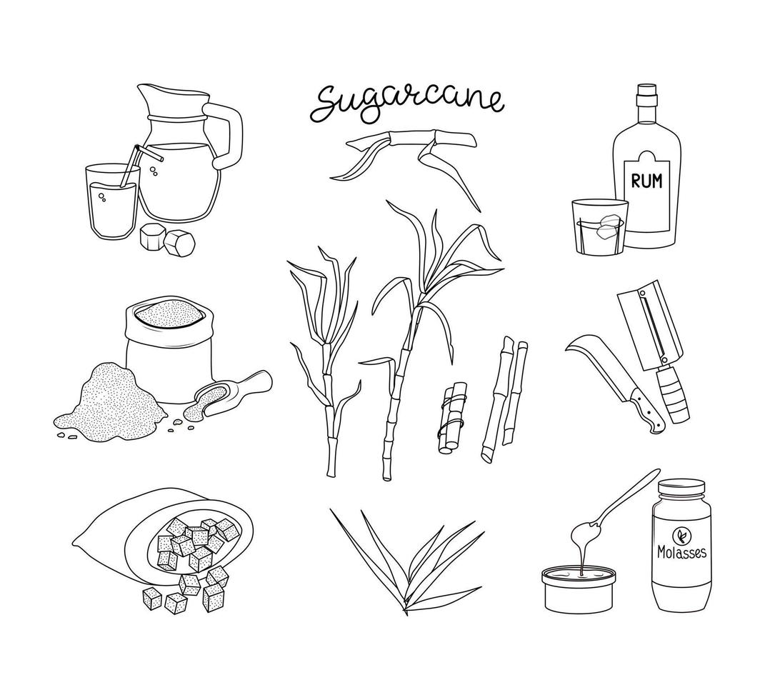 Sugar cane and its products set. Rum, juice and molasses. Vector illustration of the outline.