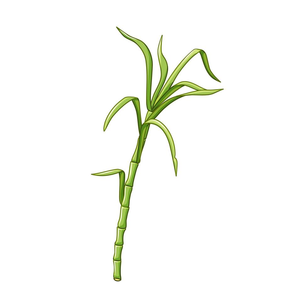 Sugar cane on a white isolated background. Green leaves and stem. Vector illustration in cartoon style