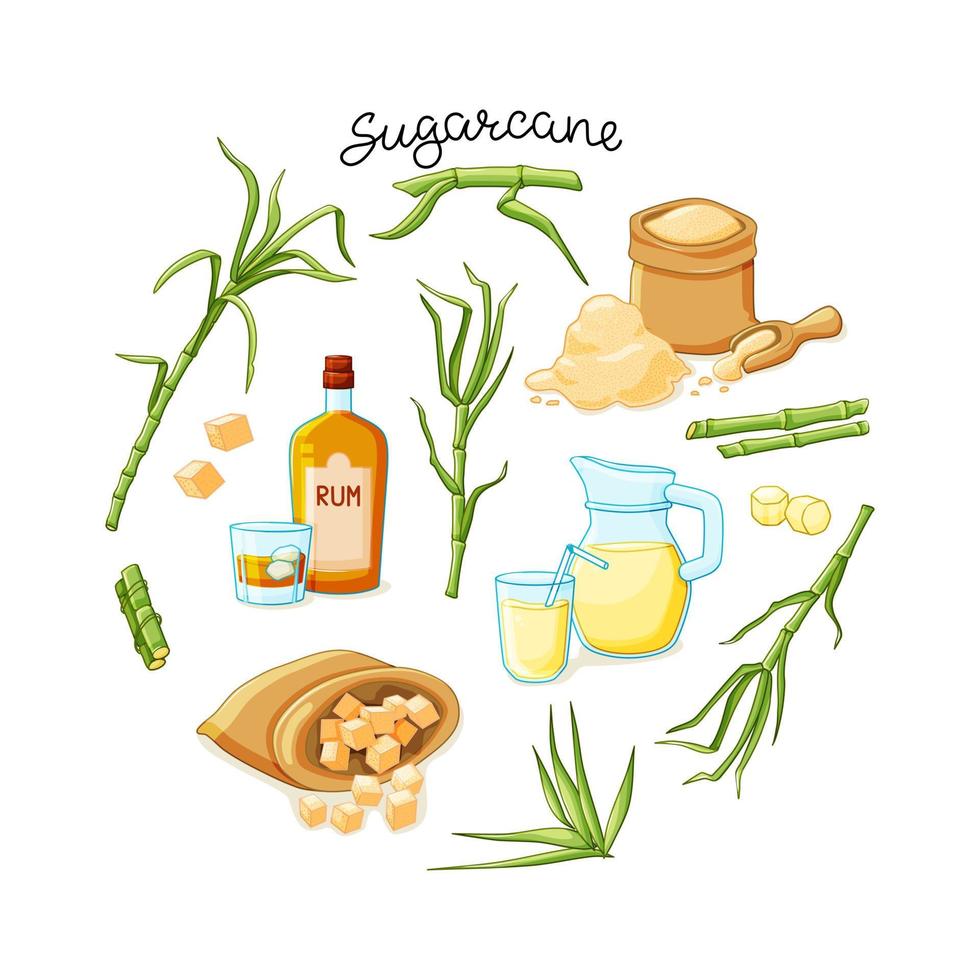 Cane sugar with stem and leaf plants and products set on a white background. Freshly squeezed cane juice in a jug, cubes, a bottle of rum, bamboo, molasses. A natural organic product. vector