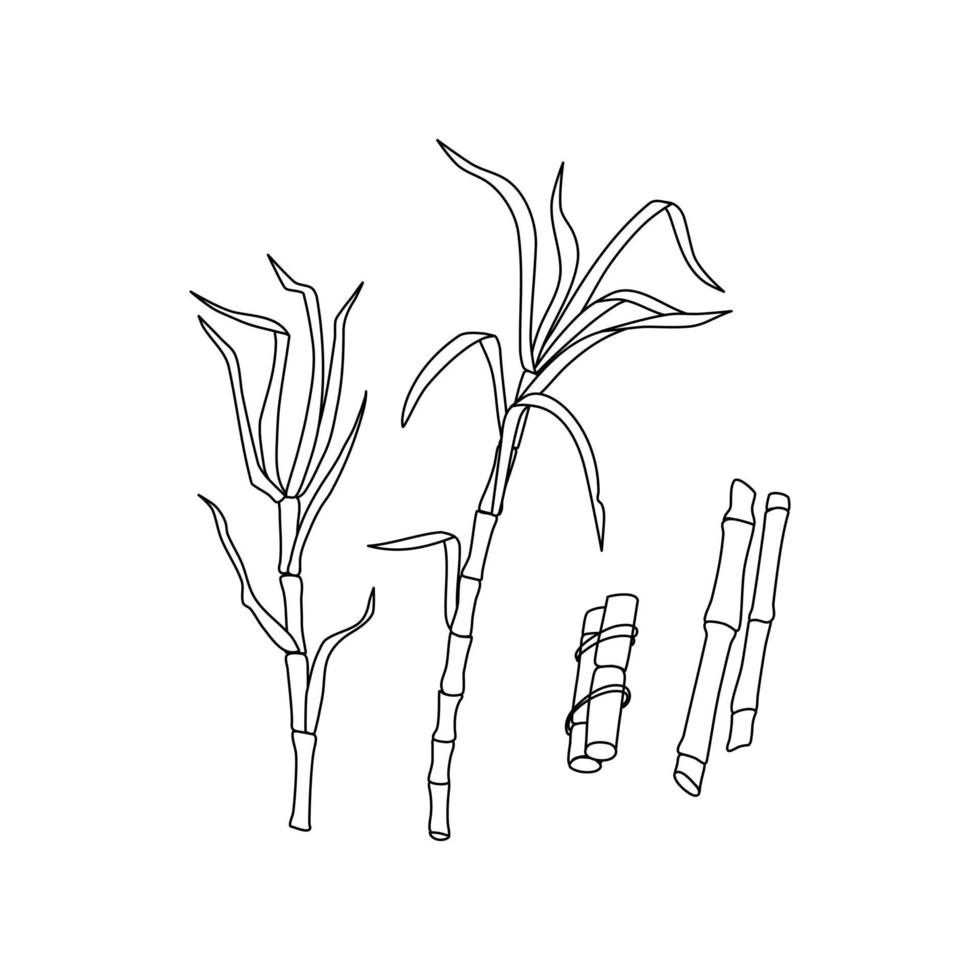 Sugar cane stems are outline on a white isolated background. Vector illustration.