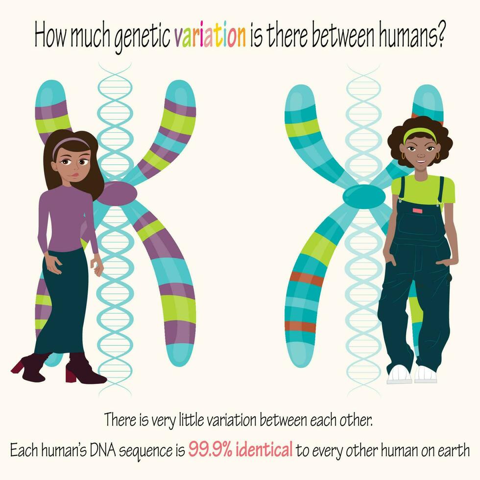 variación genética humana entre mujeres vector