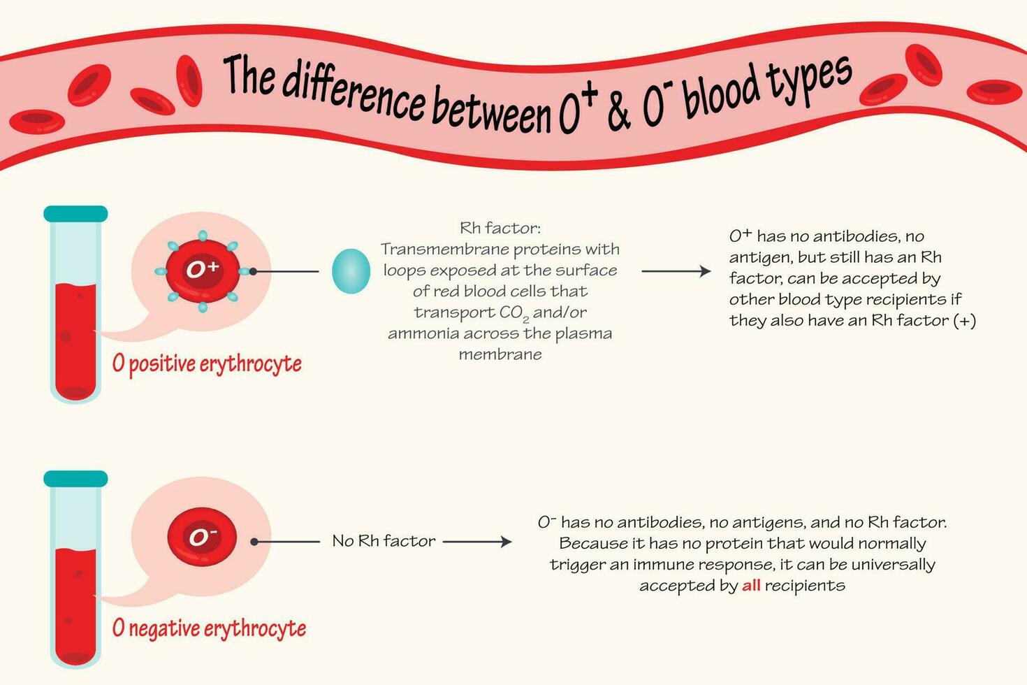 The difference between O positive and negative blood types vector