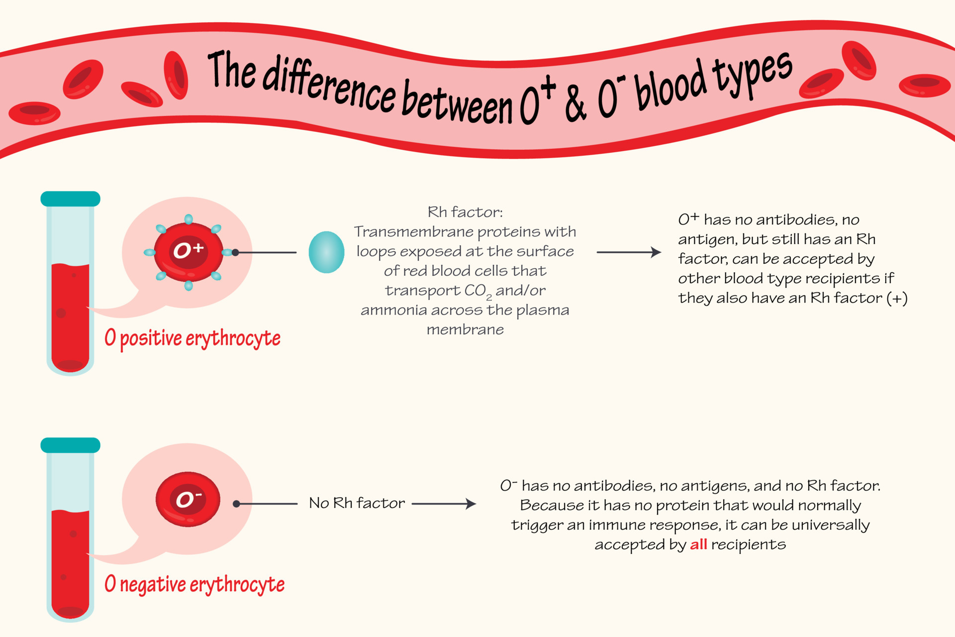 La Diferencia Entre Tipos De Sangre O Positivos Y Negativos 7165610 la-diferencia-entre-tipos-de-sangre-o-positivos-y-negativos-7165610