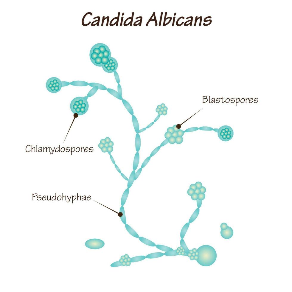 Diagram of Candida Albicans 7165623 Vector Art at Vecteezy