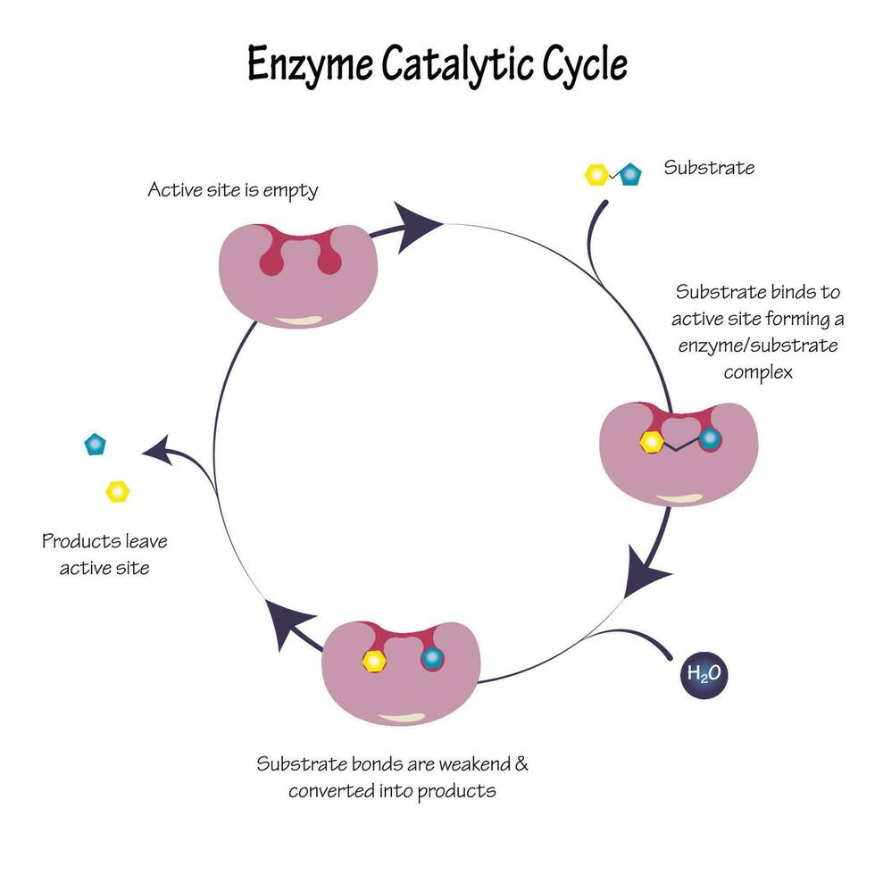 Enzyme Catalytic Cycle Diagram vector