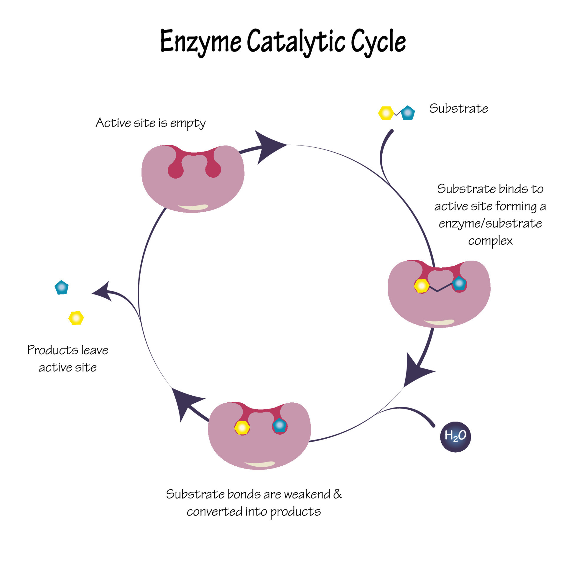 Enzyme Catalytic Cycle Diagram 7165624 Vector Art at Vecteezy