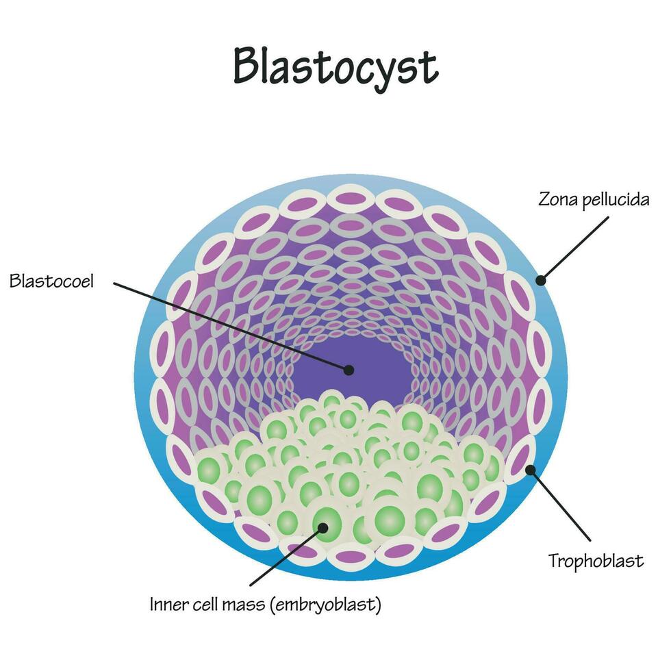 Diagram of the Blastocyst vector
