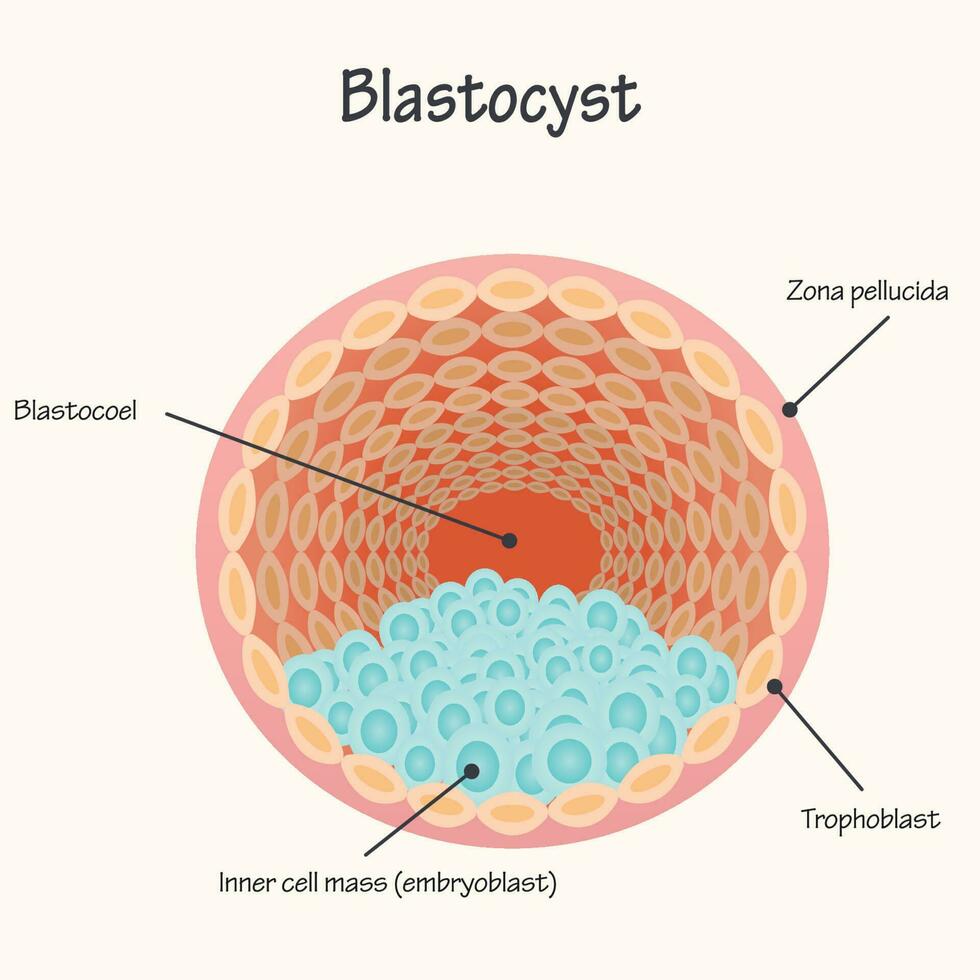 Diagram of the Blastocyst vector