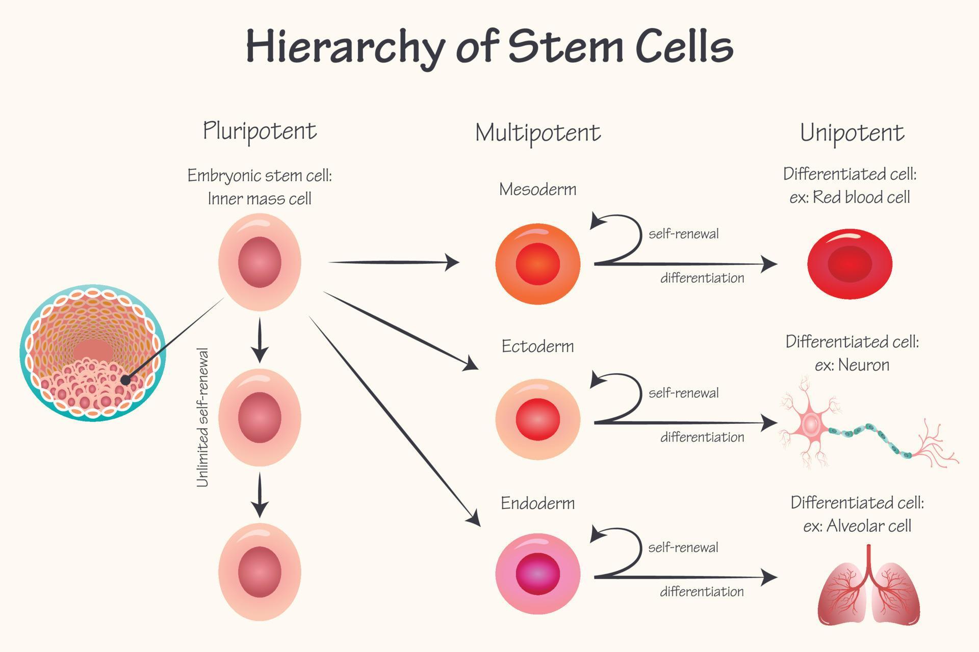 Potency Hierarchy Of Stem Cells 7165629 Vector Art At Vecteezy potency-hierarchy-of-stem-cells-7165629-vector-art-at-vecteezy